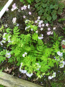 Wild geranium and Greek valerian