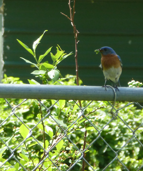 Mr. BB Sitting on Fence with a Beakful of Inchworms