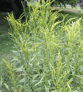Goldenrod Close to Blooming