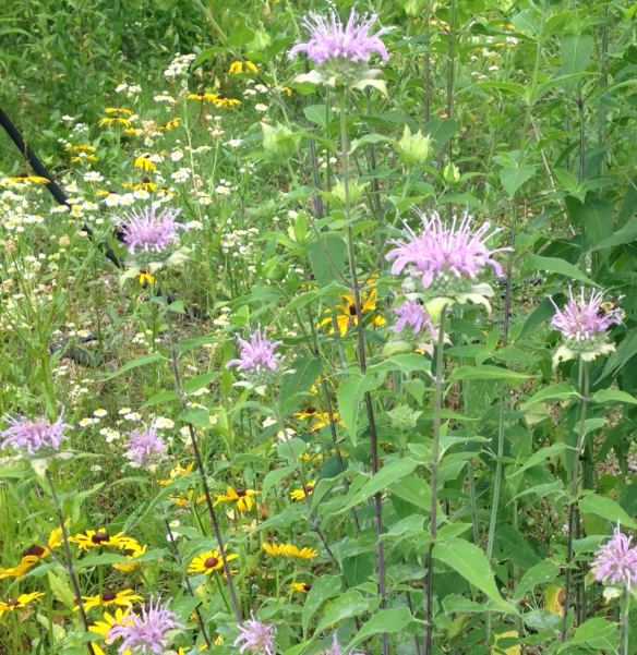 M. fistulosa with Bumblebees
