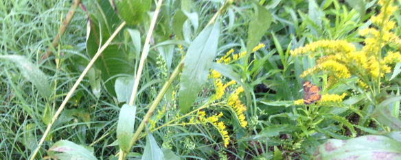 Butterfly in Goldenrod