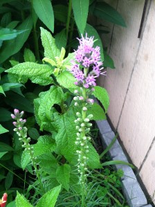 My liatris is blooming very nicely after all the rain we've had this summer