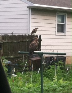 Surprise visitors to my backyard!  I have been hearing red-shouldered hawks screaming all spring and summer in my neighborhood, so I figured there was a nest nearby.  This sight greeted me when I came down for breakfast last weekend--a young hawk sitting above my wren box, an adult on the fence, and a mockingbird harassing the adult!