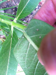 Another possible egg