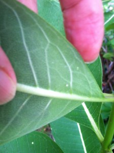 Fourth possible egg!