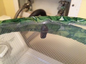 Look what happened overnight! The first one has turned dark and the orange and black wings of the butterfly can be seen. The butterfly will eclose in about two hours.