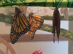 Here are all three in their glory!