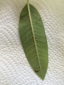 I found this lone 1/4 inch caterpillar the same day I released my first three butterflies!
