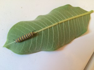 Approximately one week old today.