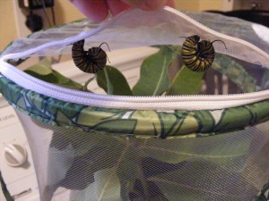 Hanging from the roof of the cage, making their