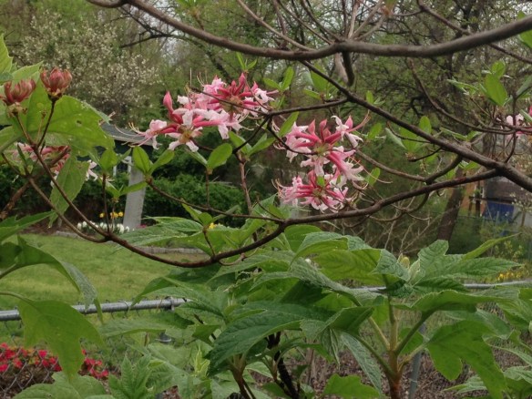 S0_deciduous azalea