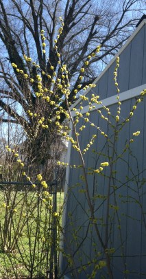 S0_spicebush on bloom2 sm 2016