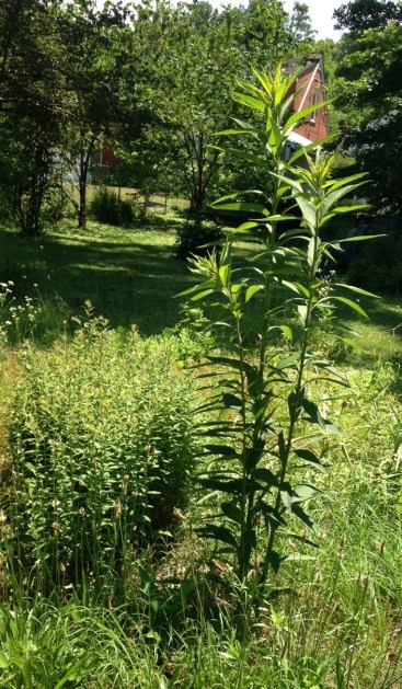 NY Ironweed mid-June